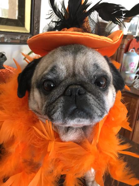 /images/uploads/pug nation rescue of los angeles/2018pugnation/entries/6100thumb.jpg